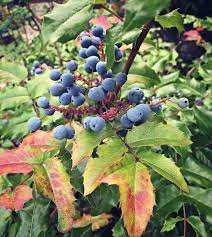 Oregon grape also known as mahonia aquifolium is a flowering plant which derives from the family of berberidaceae (barberry). Foraging For Oregon Grape