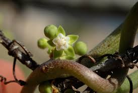 Image result for Cynanchum gerrardii