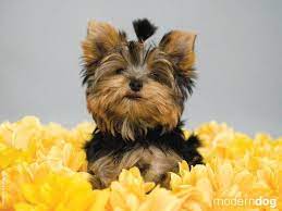 Cute Puppies Wallpaper For Mobile Phone Tablet Desktop Computer And Other Devices Hd And 4k Wallpapers Cute Puppy Wallpaper Dog Wallpaper Modern Dog Magazine