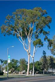 Image result for Eucalyptus citriodora