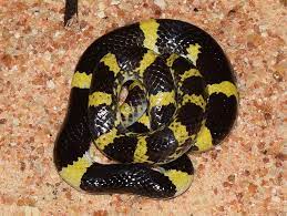 Laotian Wolf Snake Small Insects Snake Lizard