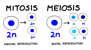 It is quick, simple, and the. Sexual Vs Asexual Reproduction Youtube