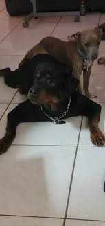 Rottweiler puppies for adoption near me