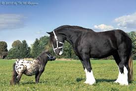 Anzeige auf grund ihres durchschnittlichen stockmaßes von 65 cm gelten die falabella als kleinste ponyrasse der welt. Wie Gut Kennst Du Pferde Testedich