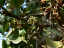 Image result for Manilkara mochisia