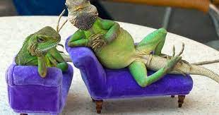 Photogenic Iguanas Baby Iguana Cute Animals Iguana Pet