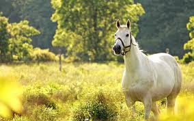 Select a beautiful wallpaper and click the yellow download button below the image. 23 Beautiful Hd Horse Wallpapers