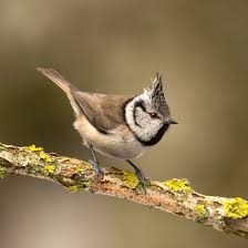 Birds With Tufted Heads Uk All About The Crested Tit Gardenbird