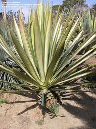 Image result for Agave sisalana