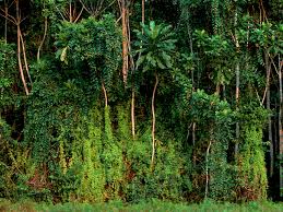 The amazon rainforest is the world's largest tropical rainforest. Get Up To 70 000 For Storytellers In The National Geographic Stories Of Tropical Rainforest Camberene