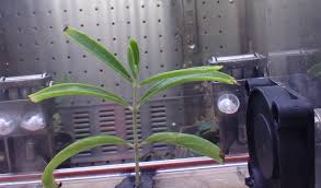 Image result for Alvesia