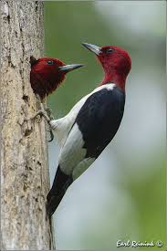 Bird With Red Head And Brown Body Hey Dude Woodpecker Colorful Birds Pet Birds