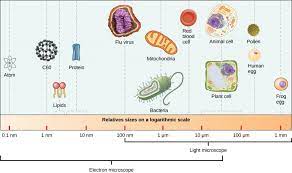 Animal cells centrosomes contains two bodies called centrioles region where the cell's microtubules are initiated; 12 1 Viruses Concepts Of Biology 1st Canadian Edition