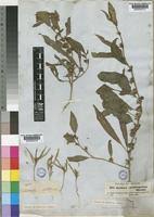 Image result for Ipomoea coscinosperma