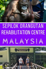 Nearby sememggoh, matang wildlife center used to have an active project as semenggoh couldn't cope with all the orangutans that needed rehabilitation. Sepilok Orangutan Rehabilitation Centre A Borneo Orangutan Tour Malaysia Travel Borneo Orangutan Borneo