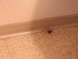Some scientists believe that intermediate black holes form from a merging of miniature black holes. There Are Three Poisonous Spiders In The United States The Brown Recluse The Black Widow And The Hobo Spider So Hobo Spider House Spider Black House Spider