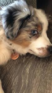 Blue Merle Aussie Australianshepherd Aussie Australian Australianshepherd Blue Merle Australische Schaferhunde Aussie Welpen Hunderassen