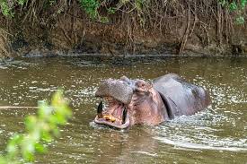 Image result for Hippocratea africana