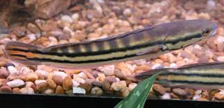 Ini baru rejeki, dikasih gratis 2 ikan toman monster untuk dipelihara di kolam saya pemiliknya yang masih keluarga saya sendiri. Ikan Gabus Toman Cara Memelihara Pakan Aquarium Ideal Serta Teman Yang Cocok Solahart Handal