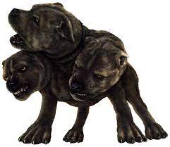 Harry potter dog name considerations. Three Headed Dog Harry Potter Wiki Fandom