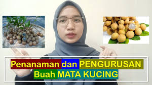 Lost world of tambun ticket package; Buah Mata Kucing Penanaman Dan Pengurusan Youtube