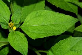 Image result for Sclerocarpus