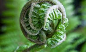 We did not find results for: The Springtime Miracle Of The Fuzzy Tree Fern Spring The Guardian