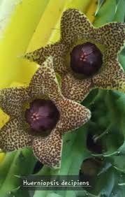 Image result for Tridentea marientalensis