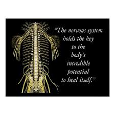 Chiropractic Quotes Sayings Nervous System Poster Zazzle Com Chiropractic Quotes Chiropractic Chiropractic Art