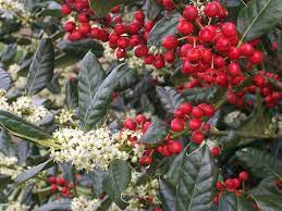 Check spelling or type a new query. Red Berries White Flowers Green Leaves Digital Art By Wide Awake Arts