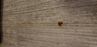 What do you get when you cross a sheep and a bee? Brown Gooey Sticky Substance Is Leaking Through Floor Doityourself Com Community Forums