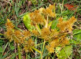 Image result for Cyperus glaucophyllus