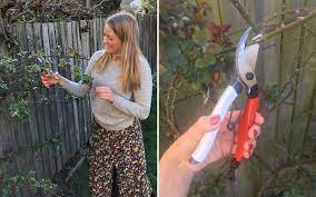 Check spelling or type a new query. The Best Secateurs For Pruning Your Garden