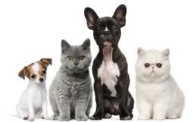 Maltese puppies for sale in iowa select a breed. Pet Adoption Resources Iowa City Ia Leash On Life Llc