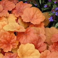 I colori con onde più lunghe, cioè il rosso e l'arancio, scavalcano le particelle e continuano il loro tragitto. Heuchera Southern Comfort I Giardini Dell Indaco