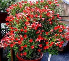 Vireya Rhododendron Vireya Rhododendrons In The Wild The Majority Of Vireyas Are Found Canopy Outdoor Diy Canopy Backyard Canopy