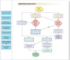 Superordinate to the p&id is the process flow diagram (pfd). Solved Label The Steps Involved In Hemostasis Drag The L Chegg Com