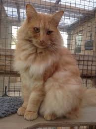Norwegian Forest Cat Norwegian Forest Cat Forest Cat Norwegian Forest