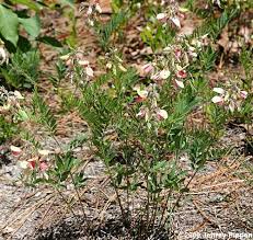 Image result for Tephrosia praecana