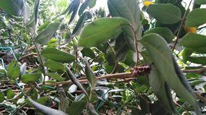 Pokok mata kucing merupakan sejenis pokok yang berasal dari malaysia. Pokok Mata Kucing Dah Berbuah Youtube