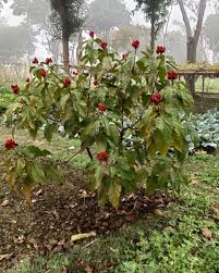 Image result for Bixa orellana