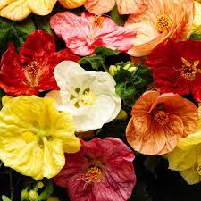 Especially small seeds (including nicotiana, petunia and snapdragon) should be broadcast on a small seed tray. Buy Flower Seeds Online Grow Flowers From Seed