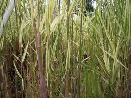 Image result for Phragmites karka