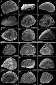 Image result for Melastomastrum segregatum