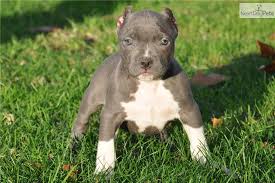 Pitbull puppies for sale i have two male and one female must go to the best of homes and would want to stay in contact with me would love to see them grow. Pitbull Puppies Wallpaper Hd 21 Background Wallpaper Pitbull Puppies Wallpaper Hd 900x600 Download Hd Wallpaper Wallpapertip