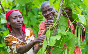 Government dismisses un allegations of summary executions, arbitrary arrests, torture and sexual violence. From Drawings To Reality Boosting Agricultural Production In Burundi Oxfam International