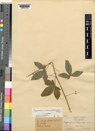 Image result for Basananthe longifolia