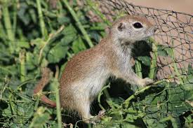 Entra para leer el articulo completo. Round Tailed Ground Squirrel Stephanie Peters