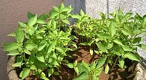 Growing serranos from seed (how. Chili Pepper Wikipedia