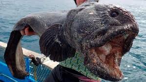 Domestic animal mutations were most common in cattle and pigs. How Monster Godzilla Wolffish Of Fukushima Five Times Bigger Than Normal Emerged After Japanese Nuclear Disaster